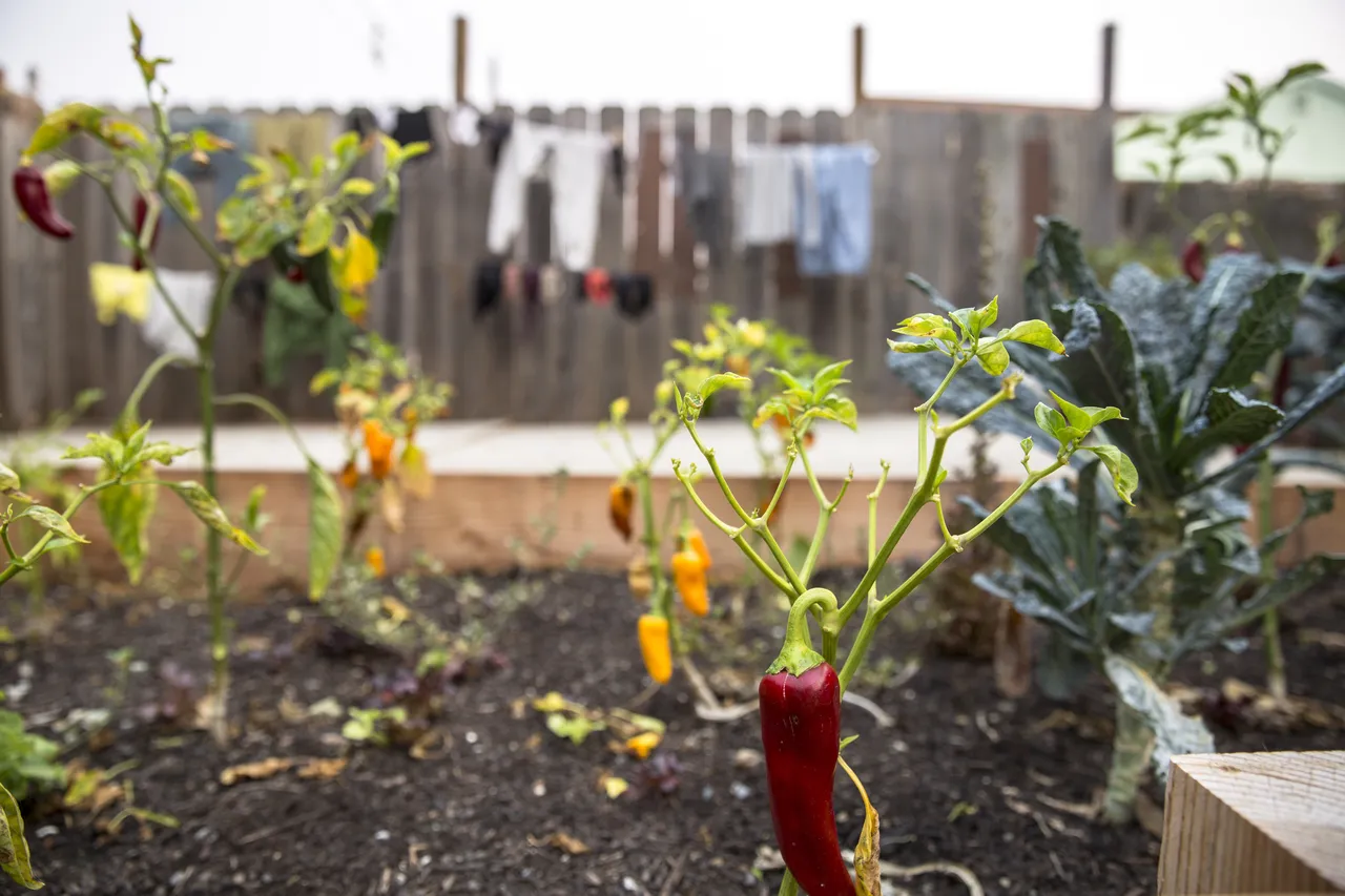 Red chilli pepper growing in garden 2024 09 23 01 11 35 utc