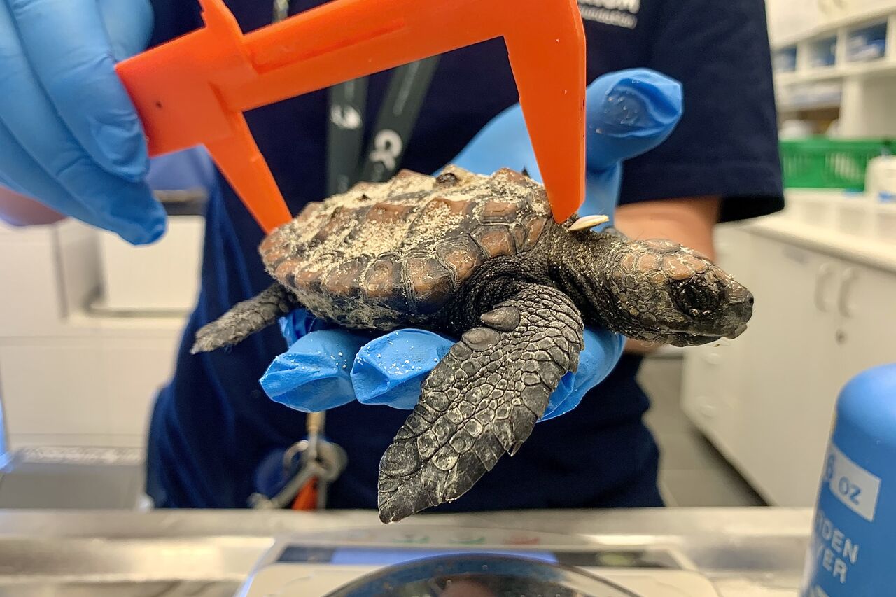 Measuring new arrival 3 Martine Viljoen 4