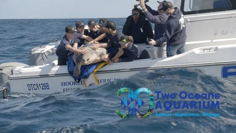 Thirty years beneath the surface: The story of the Two Oceans Aquarium