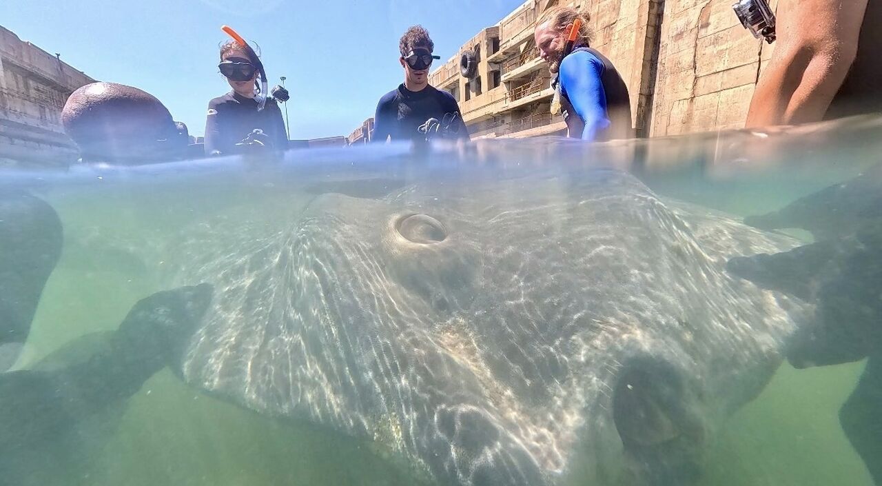 Our Marine Wildlife team rescued a one-ton sunfish on New Year's Day
