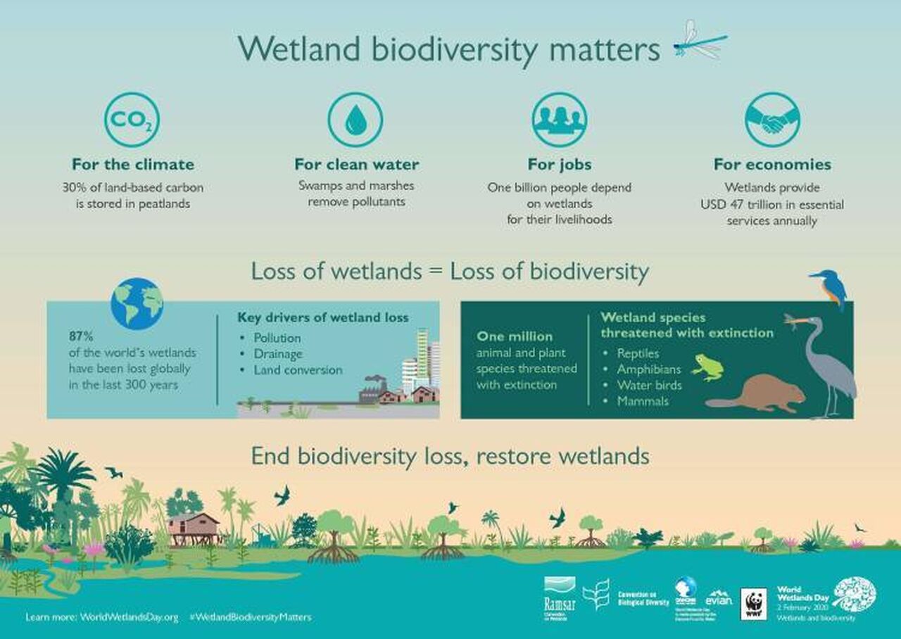 Celebrating the importance of wetlands on World Wetlands Day