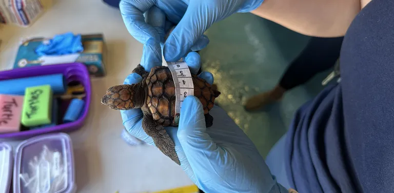 Meet our Turtle Road Trip team along the Garden Route this February