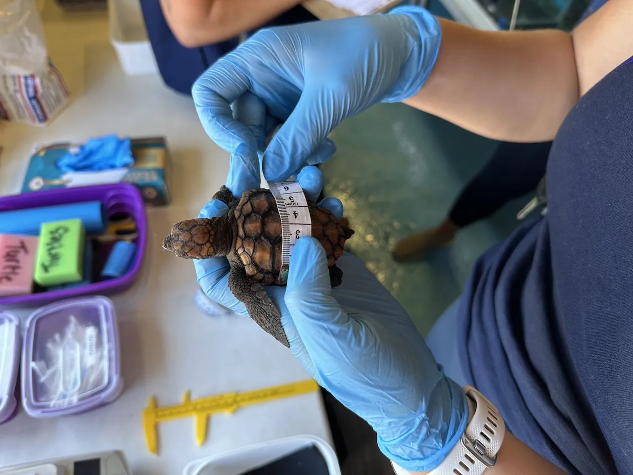 Meet our Turtle Road Trip team along the Garden Route this February