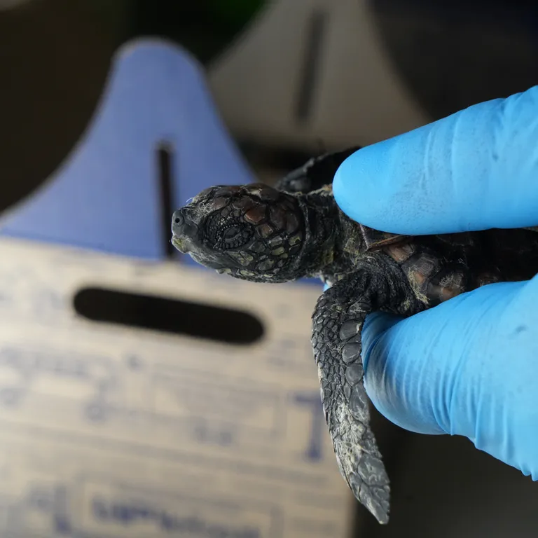 Meet our Turtle Road Trip team along the Garden Route this February