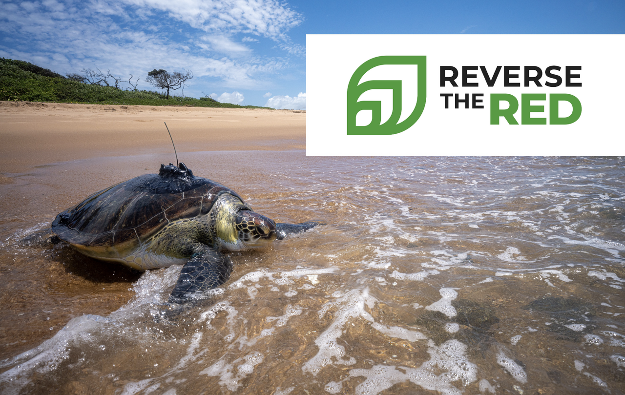 Celebrating Reverse the Red Day with a win for green turtles