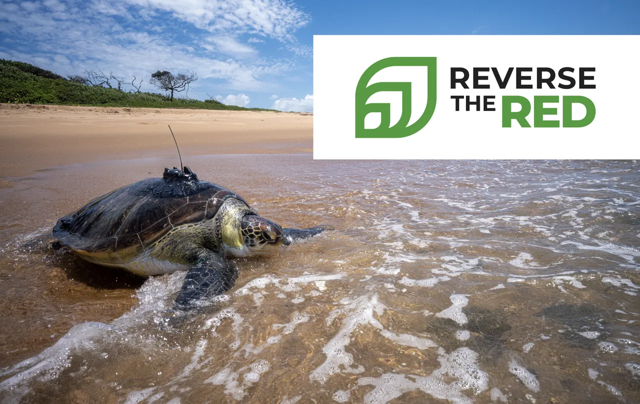 Celebrating Reverse the Red Day with a win for green turtles
