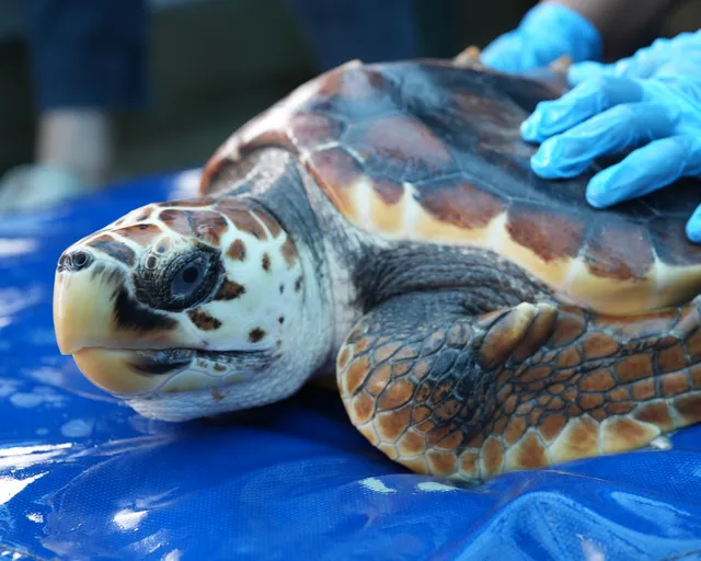 Request for Proposal (RFP): Turtle Conservation Centre Merchandise Strategy and Development