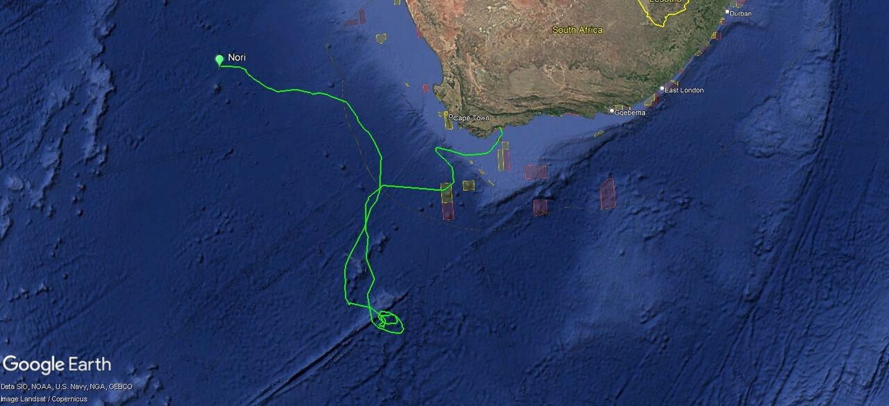 Tracking our turtles: News from Nori, the green turtle