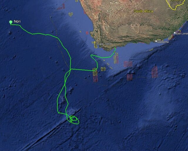Tracking our turtles: News from Nori, the green turtle