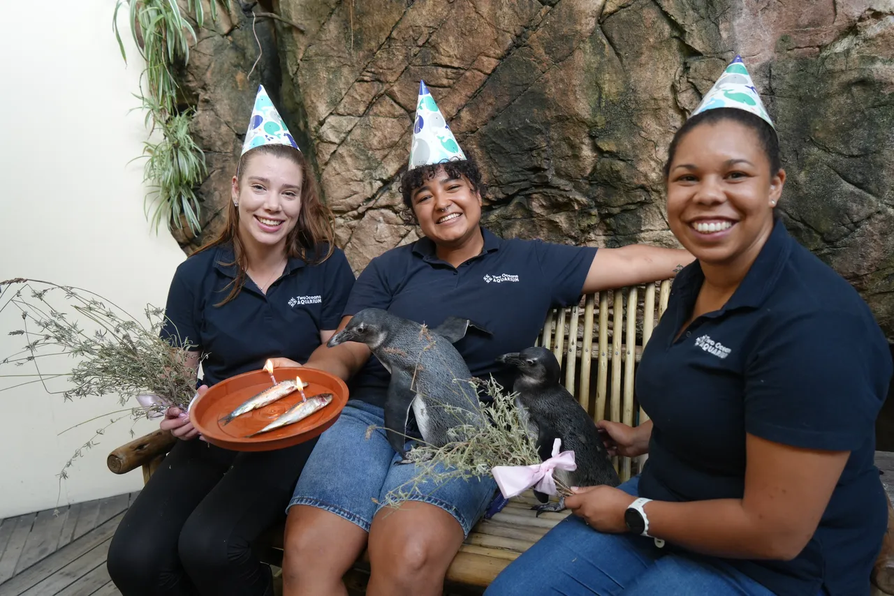 Happy first birthday to the African penguin chicks at the Two Oceans Aquarium, Ember and Echo!