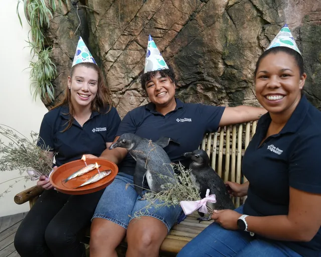 Happy first birthday to the African penguin chicks at the Two Oceans Aquarium, Ember and Echo!
