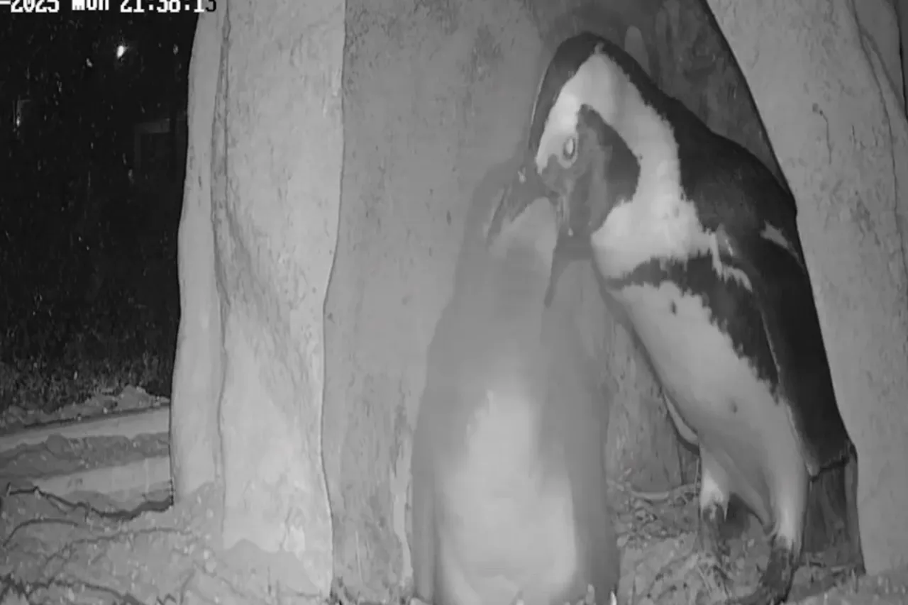 Screenshot 2026 02 11 122547