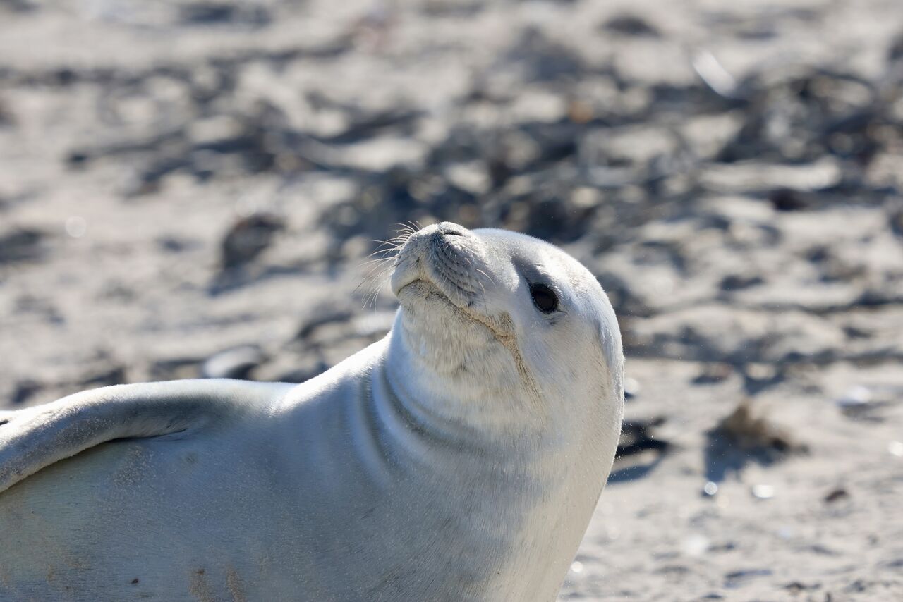 Cape Town has another rare Antarctic visitor – a crabeater seal