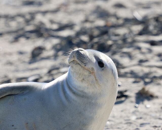 Cape Town has another rare Antarctic visitor – a crabeater seal