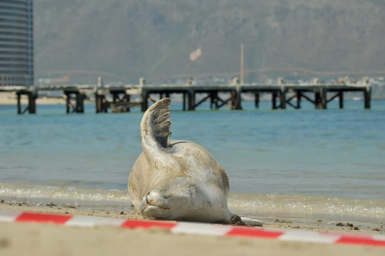 Don Marx 2026 02 20 at 11 58 06 1