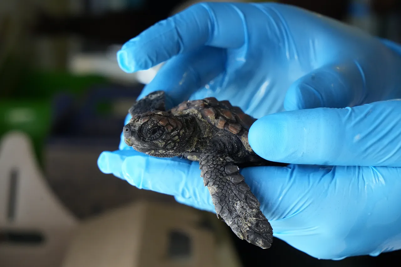 Help us save turtle hatchlings this stranding season