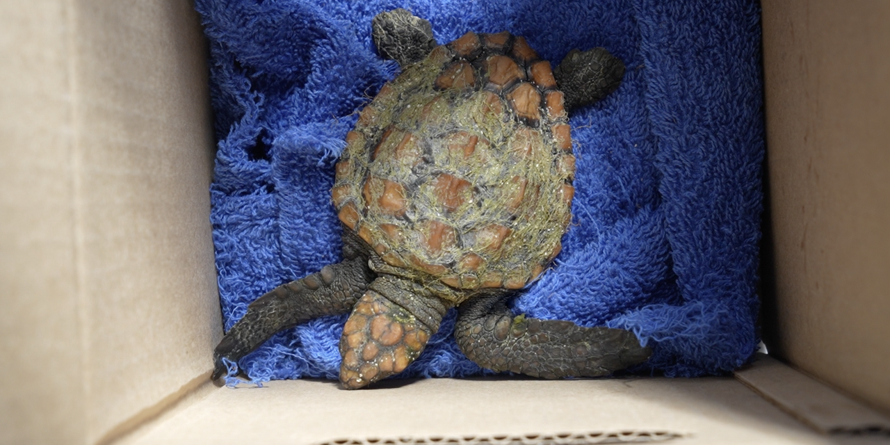 Turtle Rescue Network