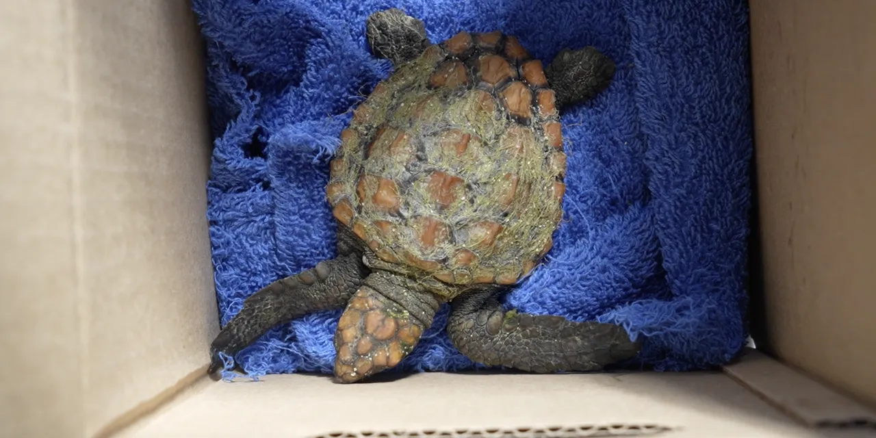 Turtle Rescue Network