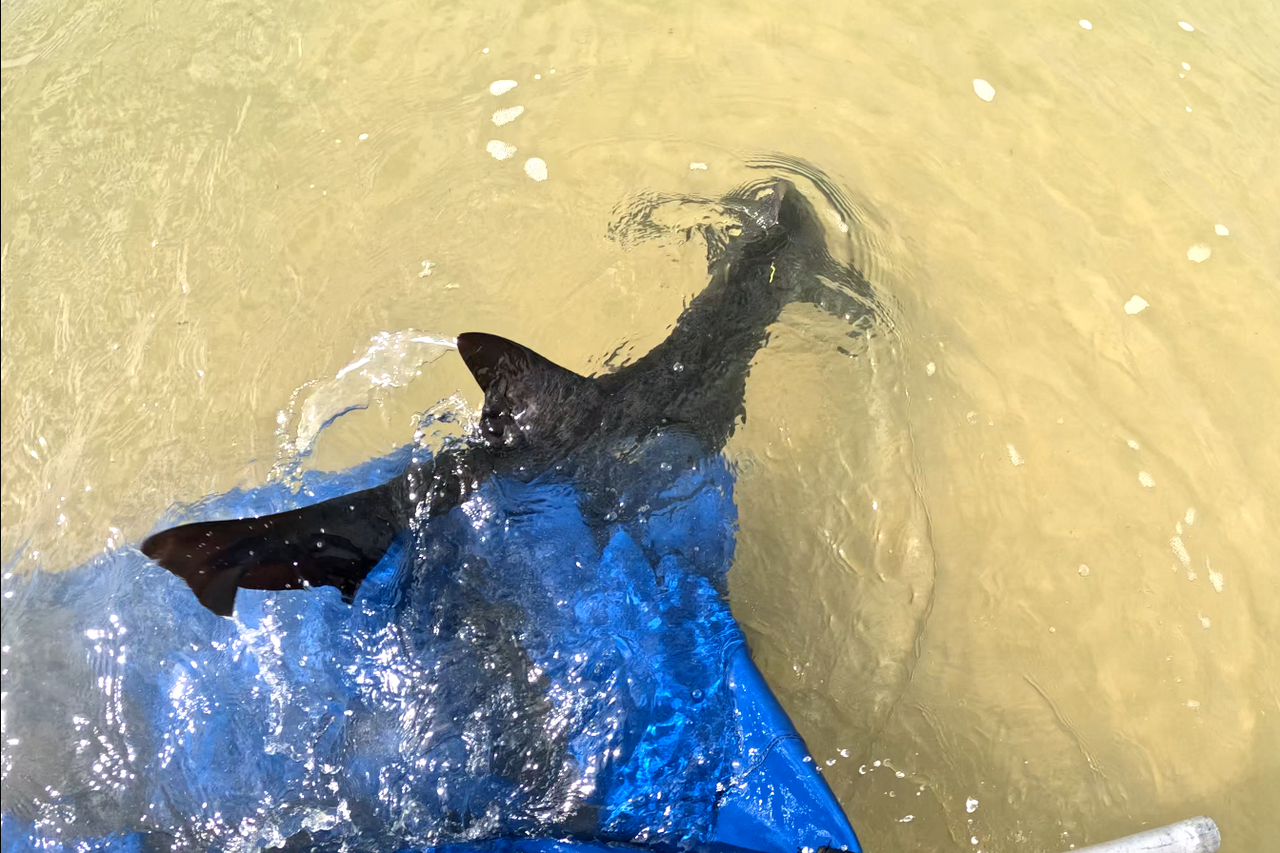 Screenshot 2026 03 03 131808