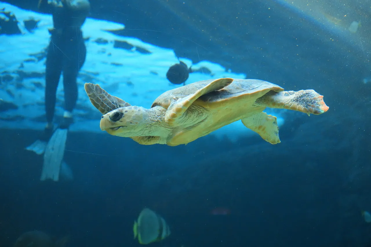 Meet Nutmeg, a loggerhead turtle undergoing rehabilitation