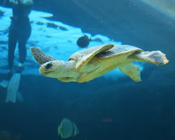 Meet Nutmeg, a loggerhead turtle undergoing rehabilitation