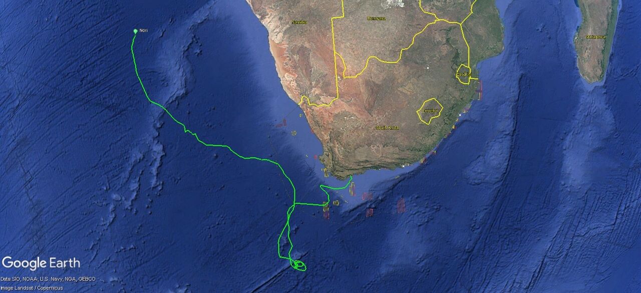 Tracking our turtles: Nori, the long-distance explorer
