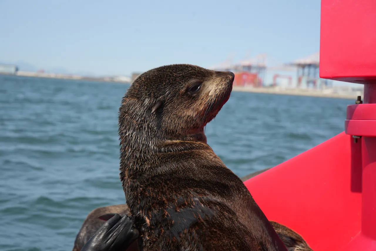 How to help seals in distress this International Seal Day