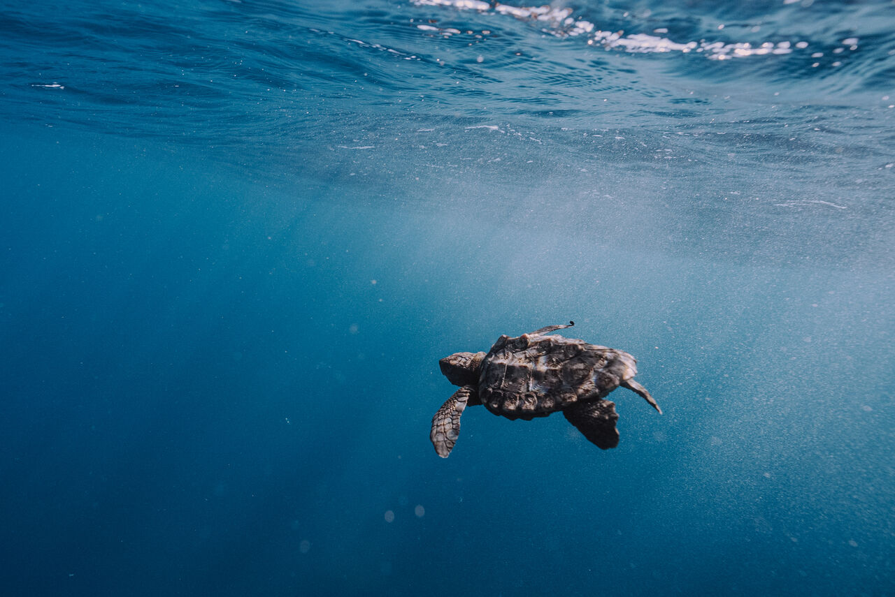 The Two Oceans Aquarium community is swimming to save endangered turtles