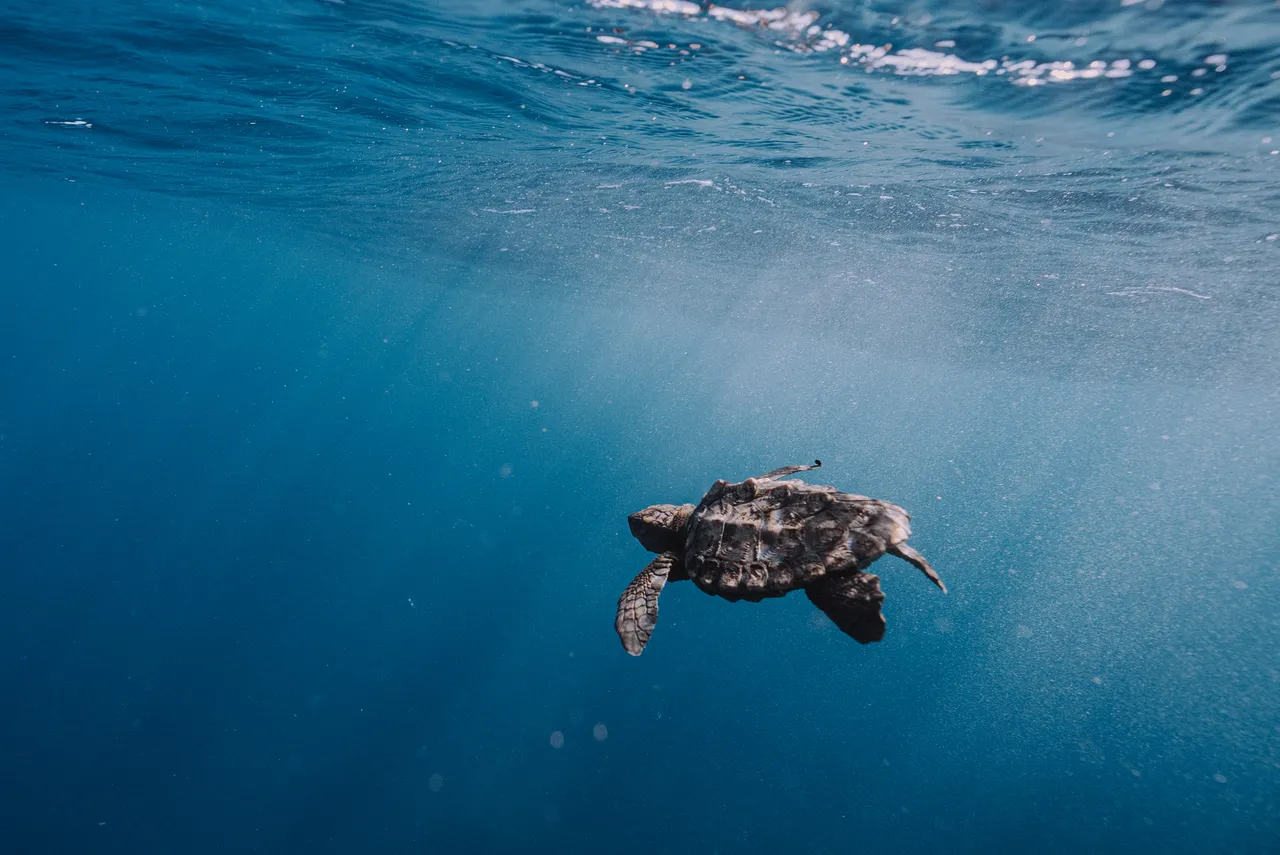 The Two Oceans Aquarium community is swimming to save endangered turtles