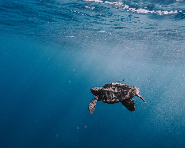 The Two Oceans Aquarium community is swimming to save endangered turtles