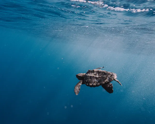 Brave swimmers take on an icy ocean crossing to save endangered turtles