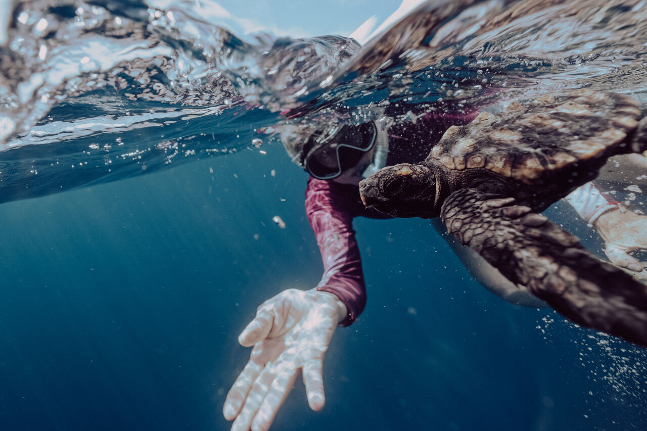 TOA Turtle Release Houtbay 3 Des 24 by Willem van den Heever 12