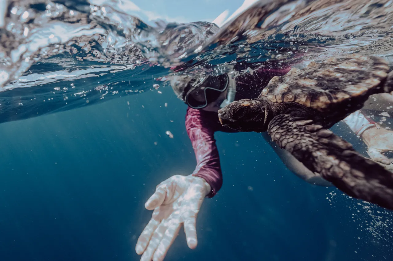 TOA Turtle Release Houtbay 3 Des 24 by Willem van den Heever 12