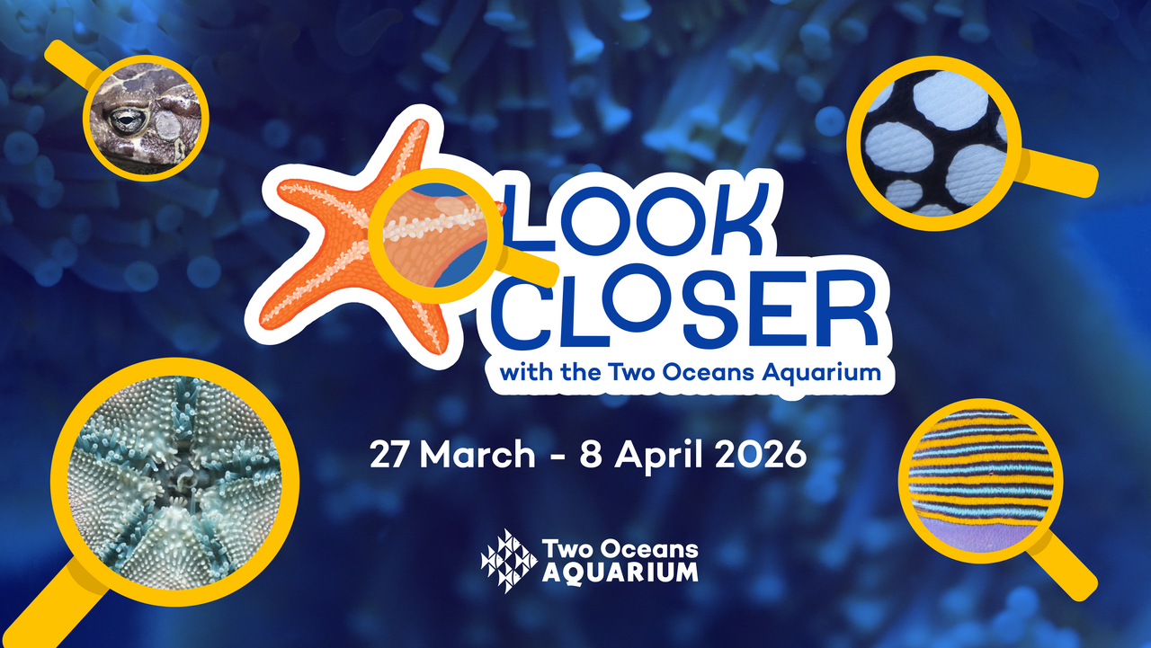 Look Closer: Discover our coastline's hidden wonders this school holiday