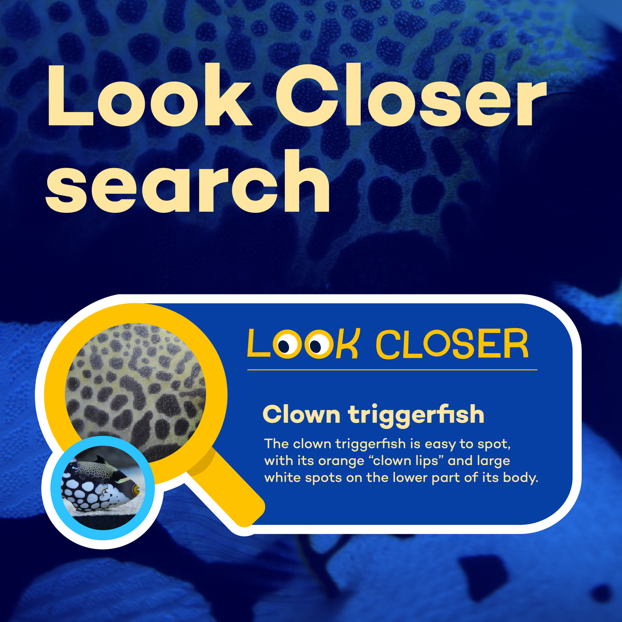 Look Closer Blog Square2