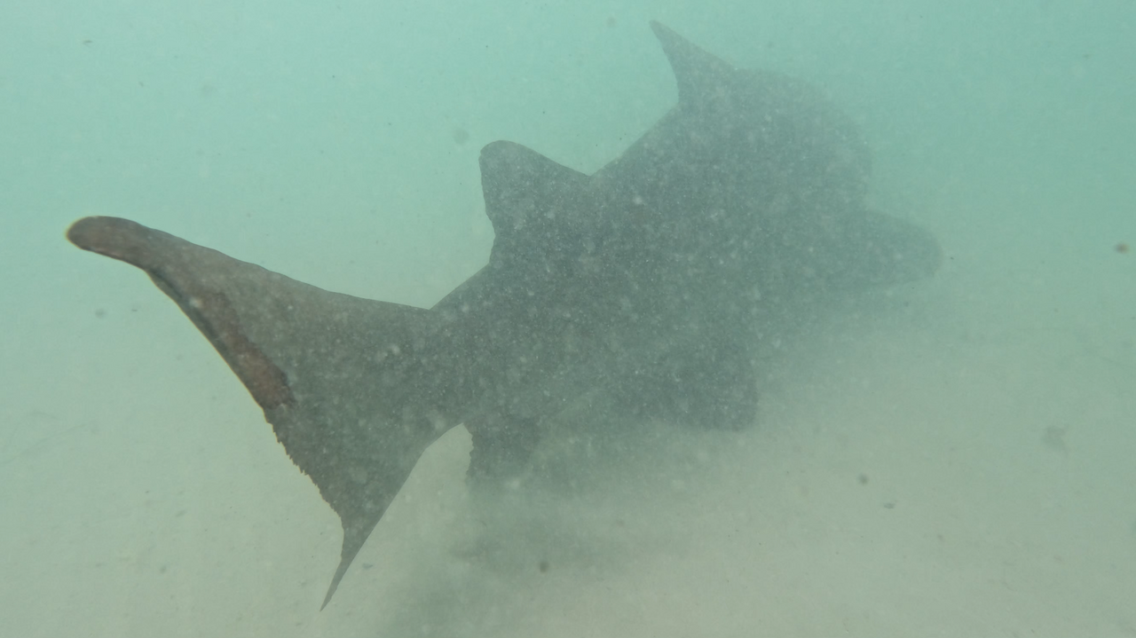 The Two Oceans Aquarium released Blue, the ragged-tooth shark, back into her ocean home