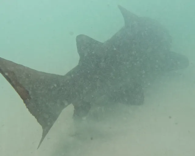 The Two Oceans Aquarium released Blue, the ragged-tooth shark, back into her ocean home