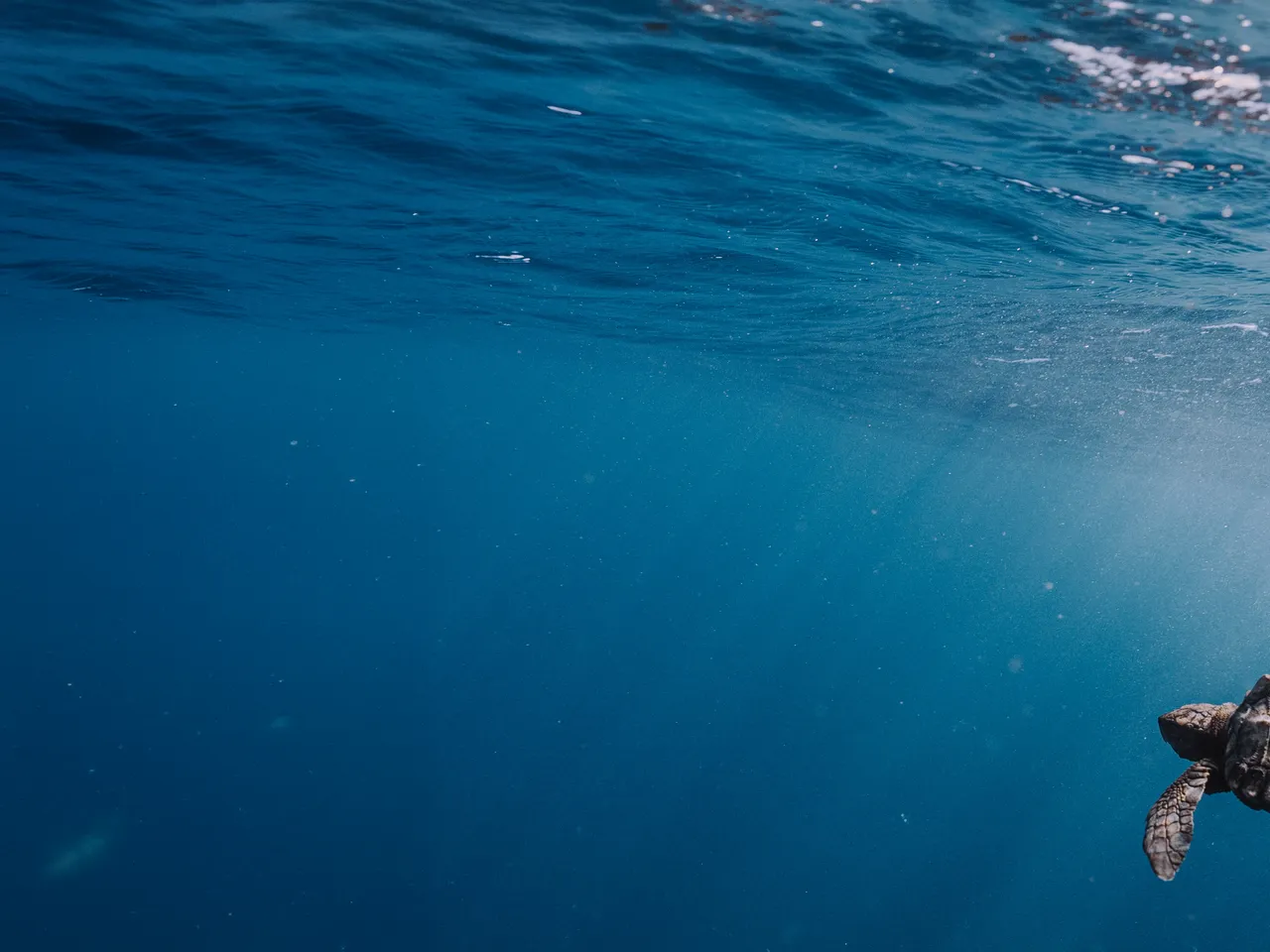 Save endangered turtles