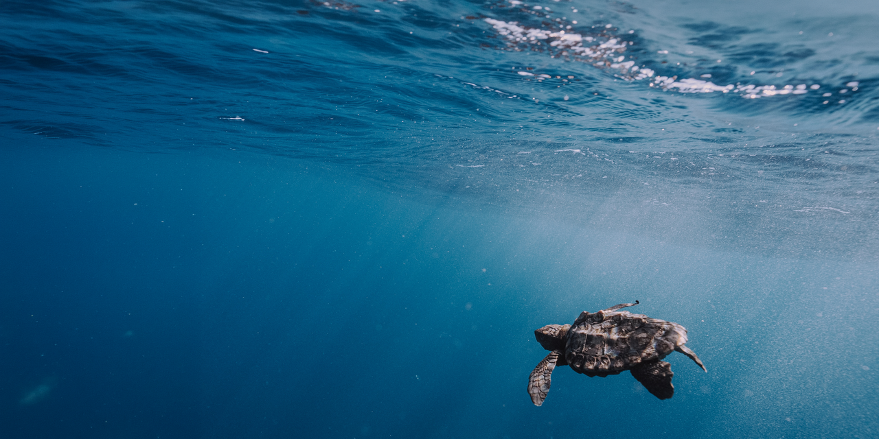 Save endangered turtles