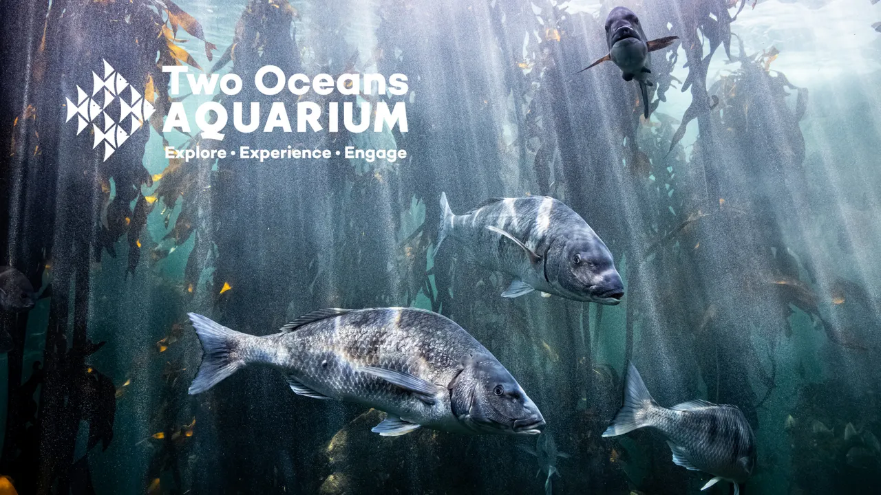 Where does the Two Oceans Aquarium's water come from?