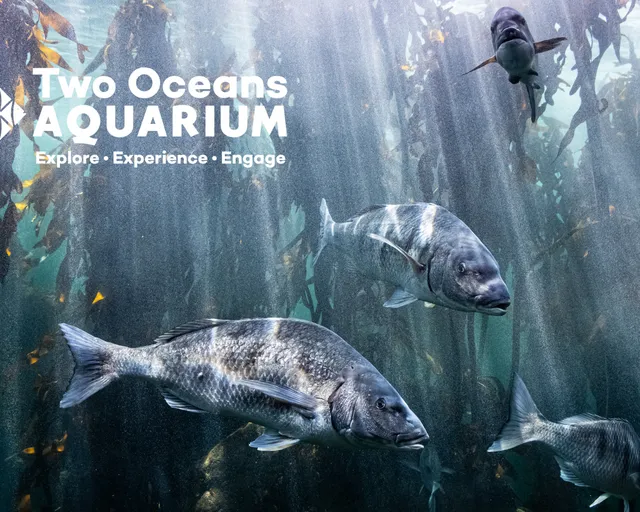 Where does the Aquarium's water come from?