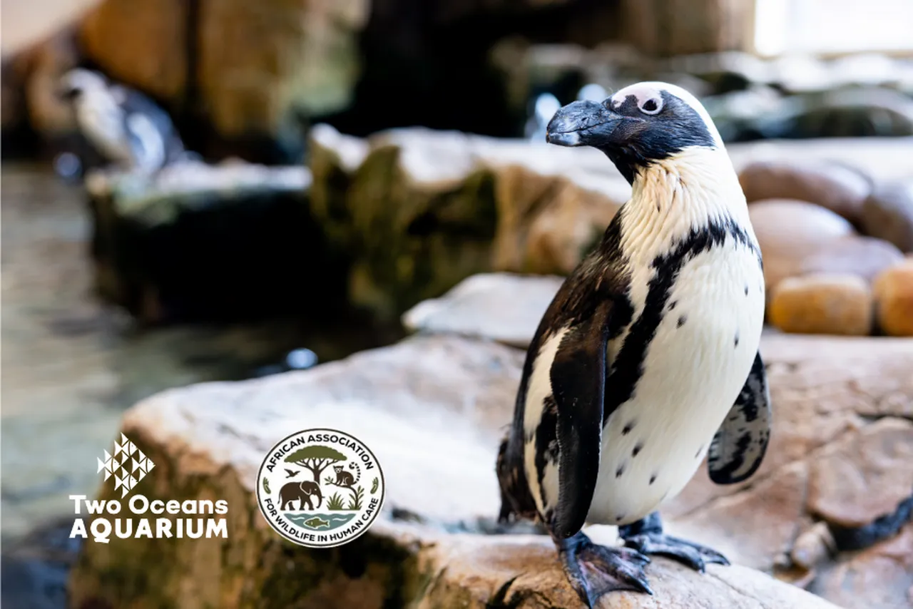 The Two Oceans Aquarium is a proud founder member of the African Association for Wildlife in Human Care