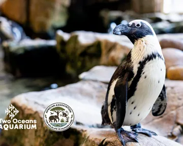 The Two Oceans Aquarium is a proud founding member of the African Association for Wildlife in Human Care