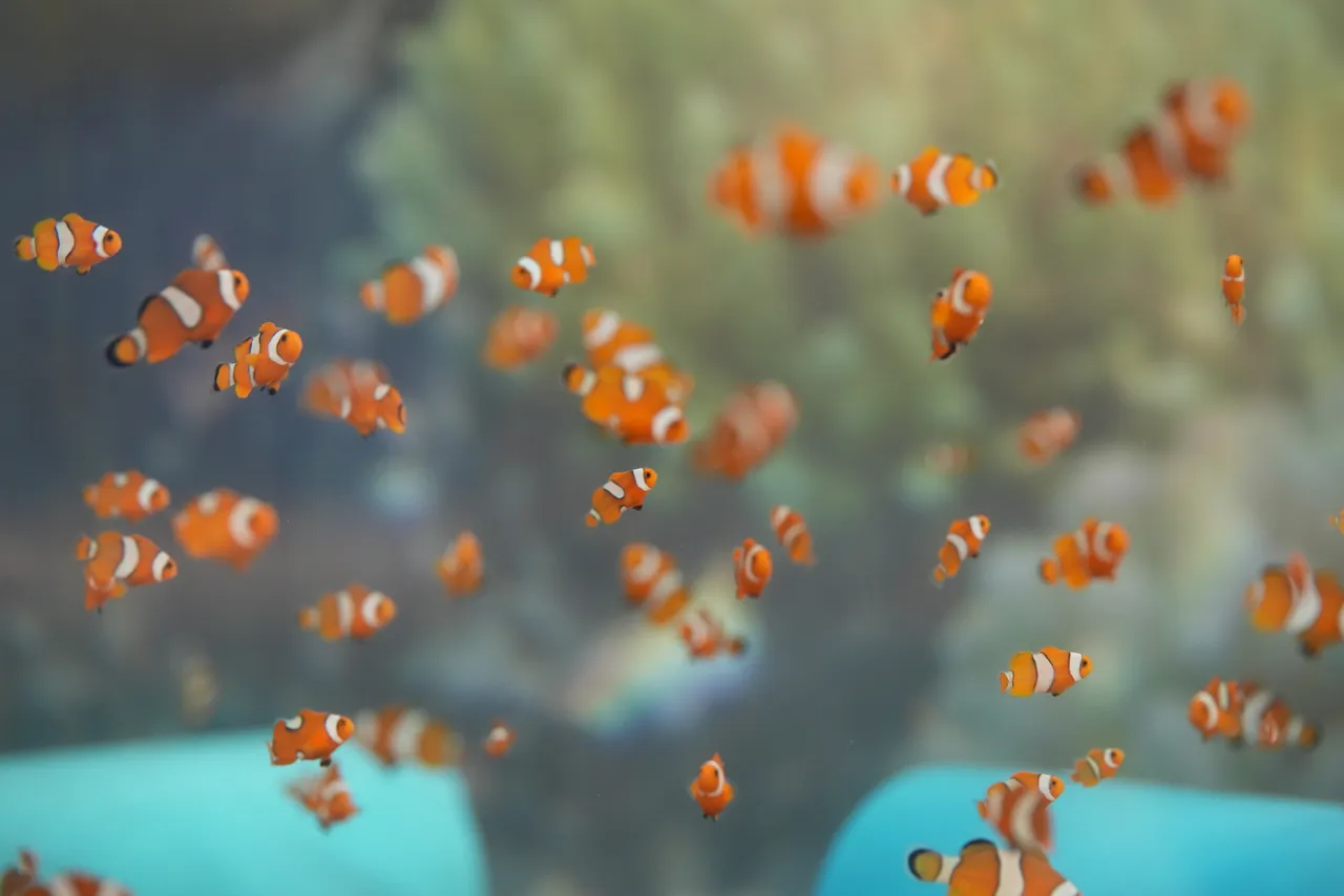 Behind the scenes with our Western clownfish babies