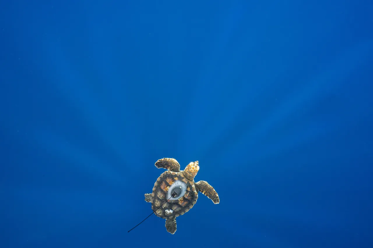 Turtle202601250176 Edit