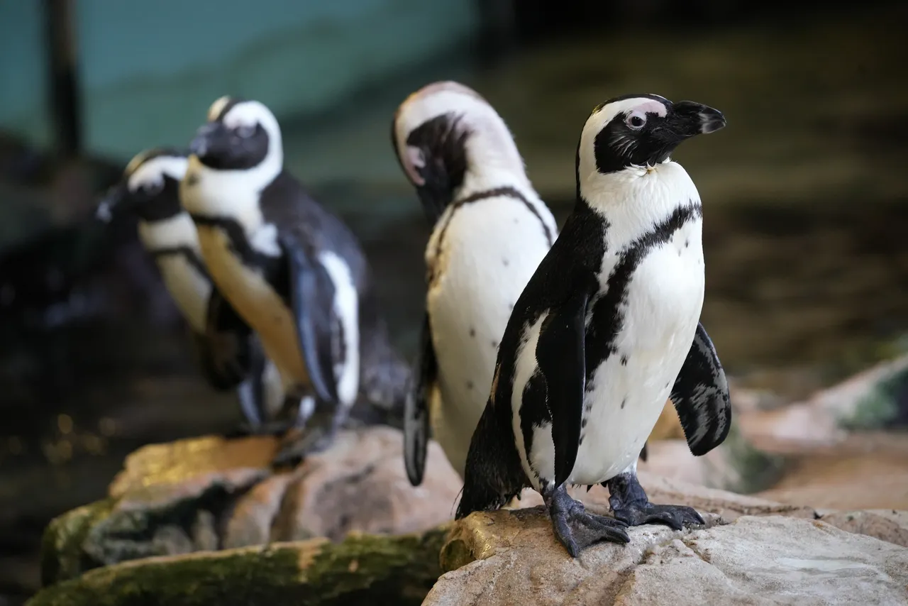 Three reasons African penguins face extinction – and three ways you can help.