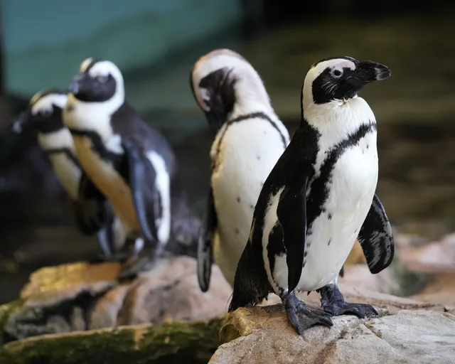 Three reasons African penguins face extinction – and three ways you can help.