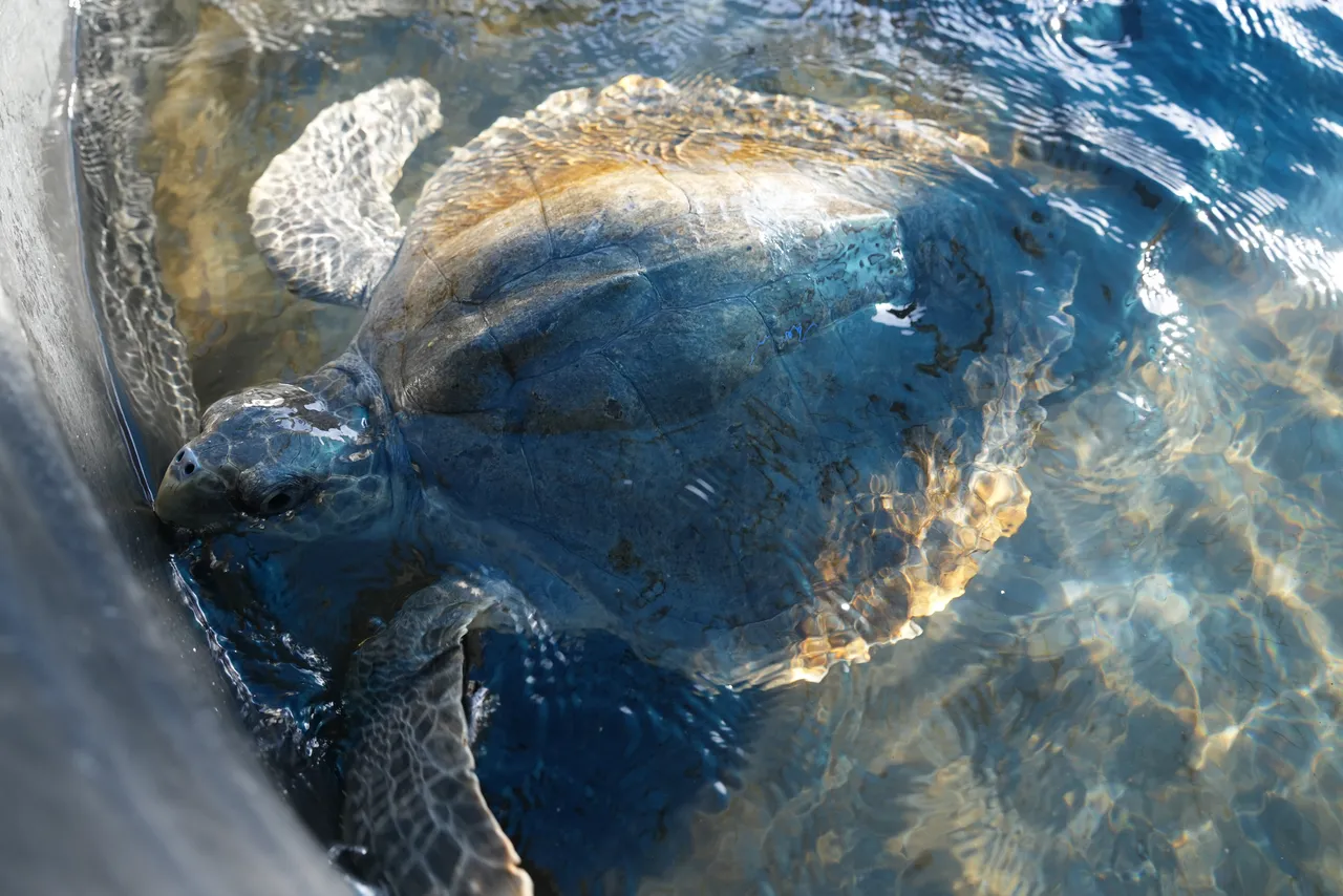 Meet Sage, the olive ridley turtle at the Turtle Conservation Centre