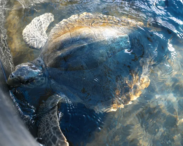 Meet Sage, the olive ridley turtle at the Turtle Conservation Centre