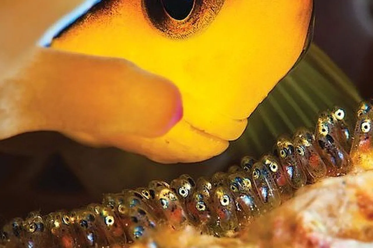 A clownfish in an anemone looking after its eggs by majiedqasem is licensed under CC BY ND 2 0